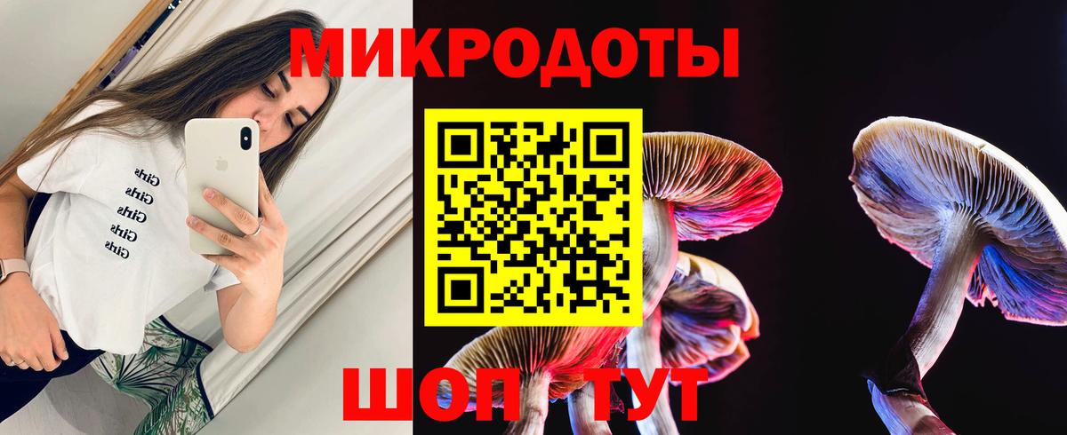 Псилоцибиновые грибы Psilocybe Карачаевск